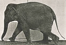 Eadweard Muybridge: Elephant walking