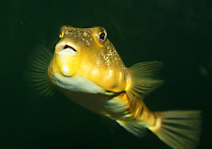 Fisk